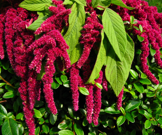 Benefits of Amaranth
