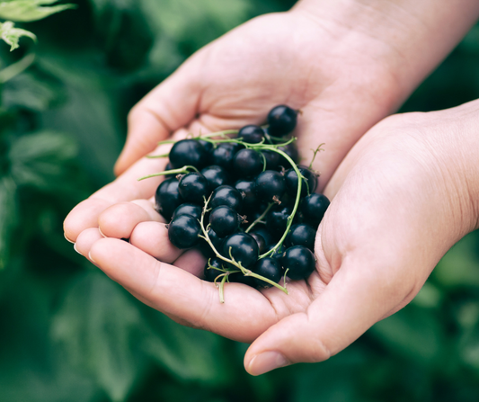 Benefits of Black Currants