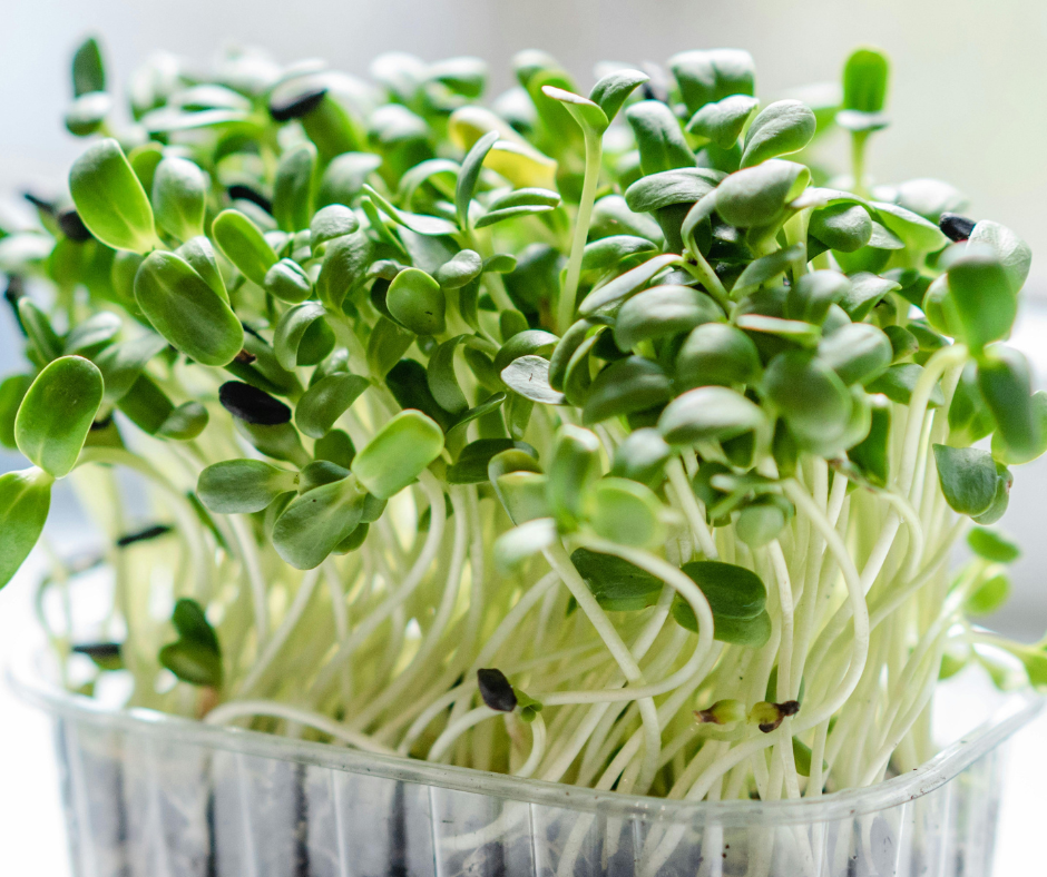 Benefits of Garden Cress