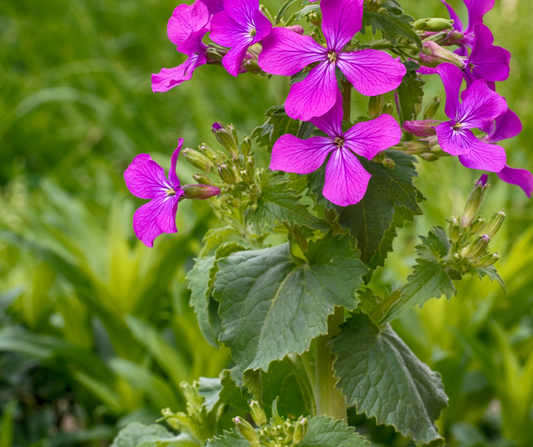Honesty (Lunaria annua) is an edible plant that has naturalised and can be found growing wild throughout New Zealand.