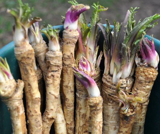Horseradish