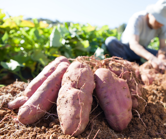 Kumara Benefits