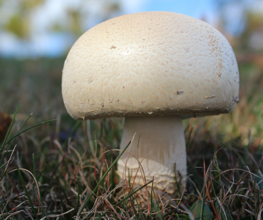 How you can get extra Vitamin D from Mushrooms