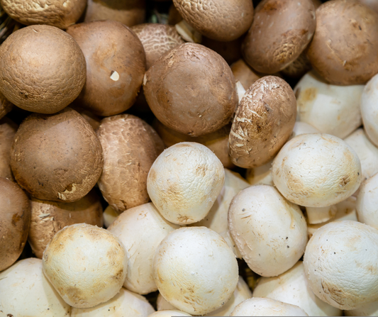 Buttom Mushroom Benefits