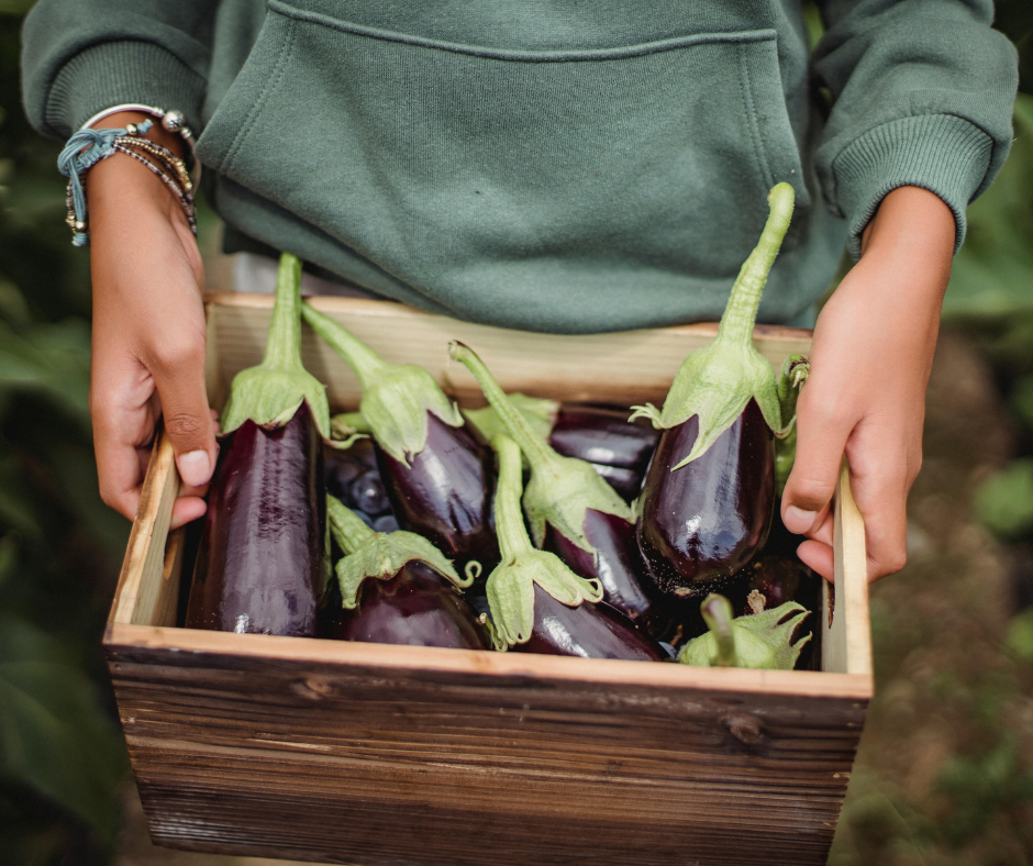 Eggplant