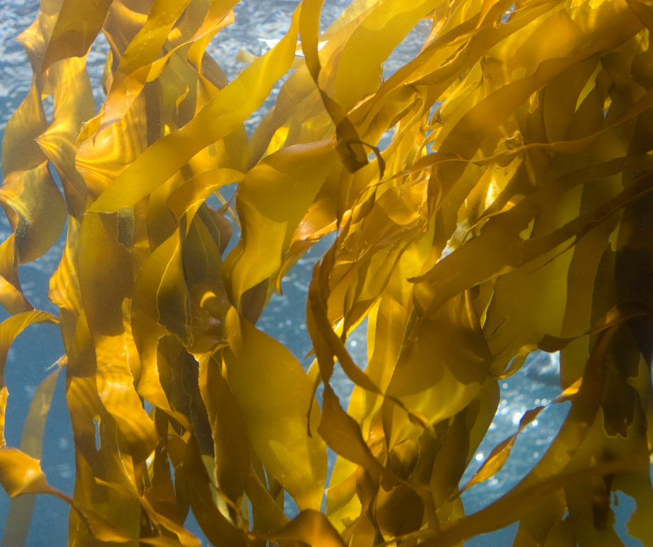Kelp benefits