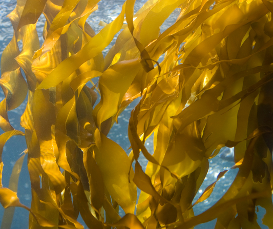 Kelp benefits