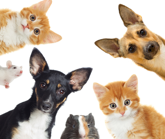 Your Pets Health Is Important To