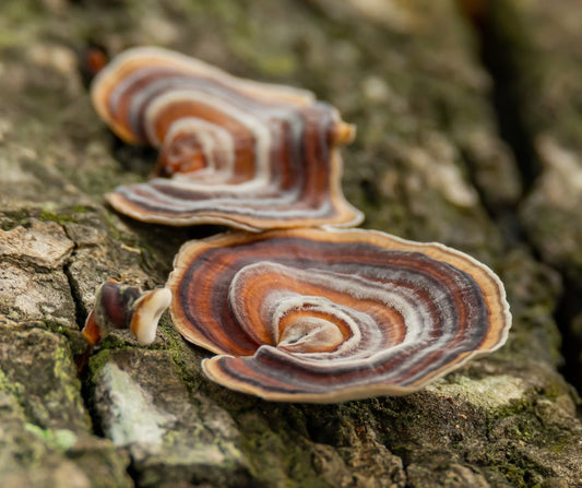 Did you know...Turkey Tail Mushroom Has Been Extensively Studied in Cancer Support?