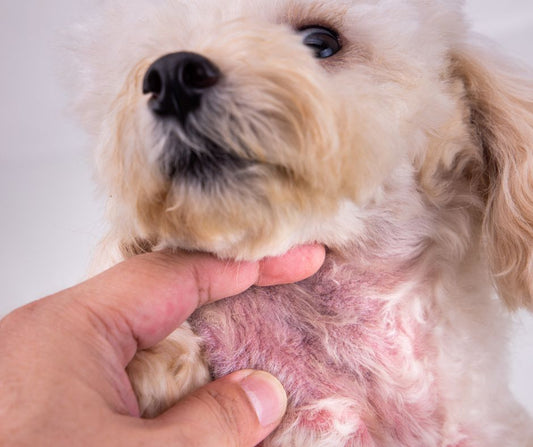 Pet Skin Corrective Oil 50ml