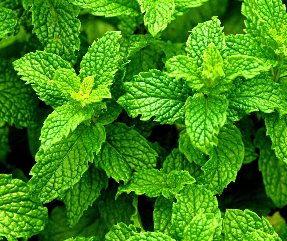 Peppermint, Eucalyptus & Frankincense Essential Oil 10ml