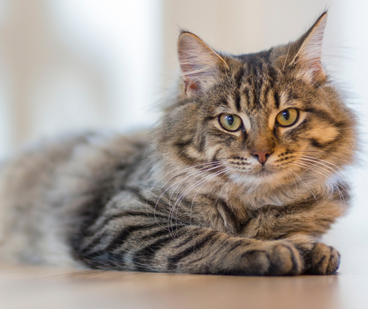 Cat & Dog Magnesium Spray 100ml